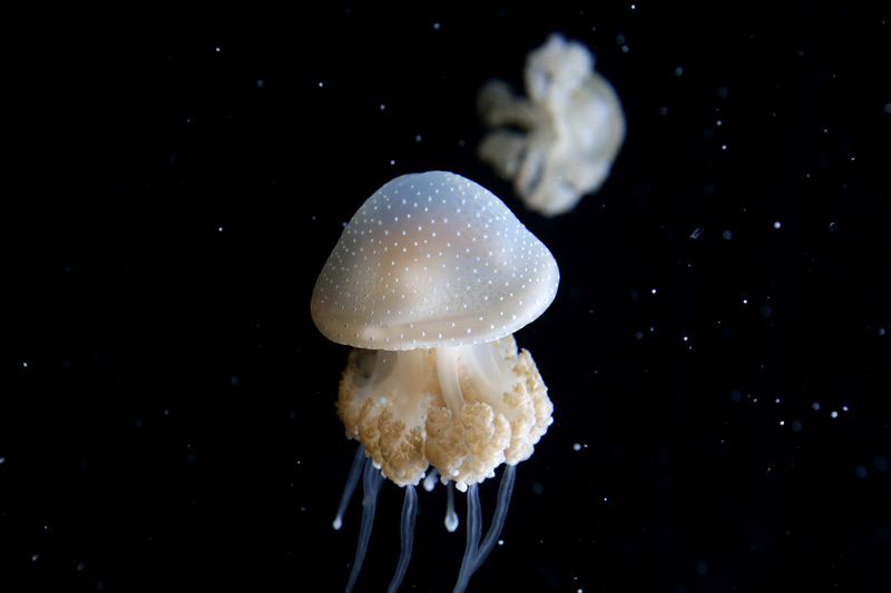 jellyfish_black_800